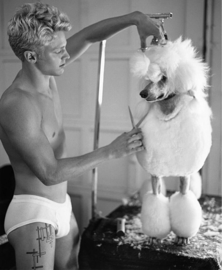 Clark Bockelman grooming a French poodle, Golden Beach, Florida