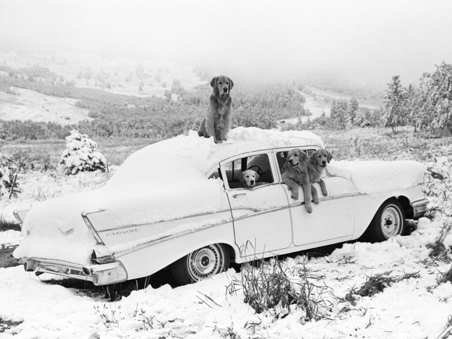 “The Gang,” Freak Snowstorm in August, Little Bear Ranch, Montana