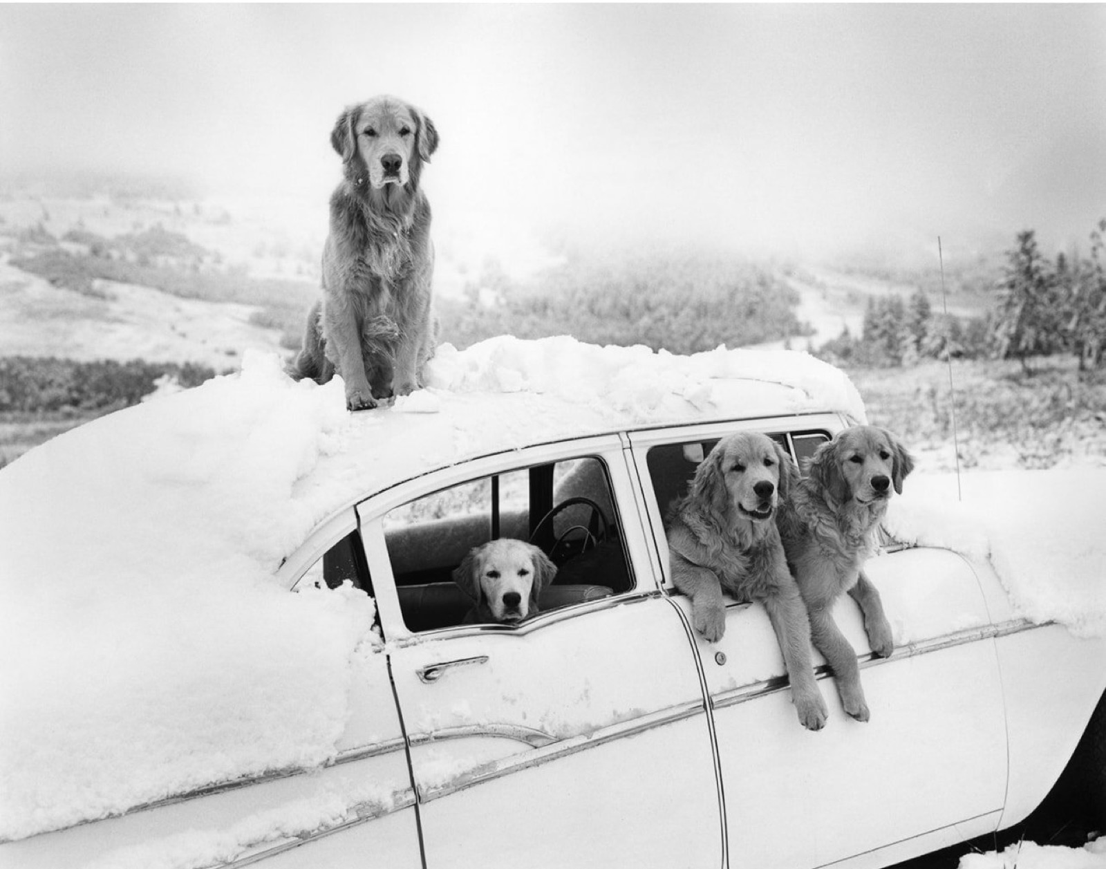 Summer Snowstorm, Little Bear Ranch, McLeod, MT