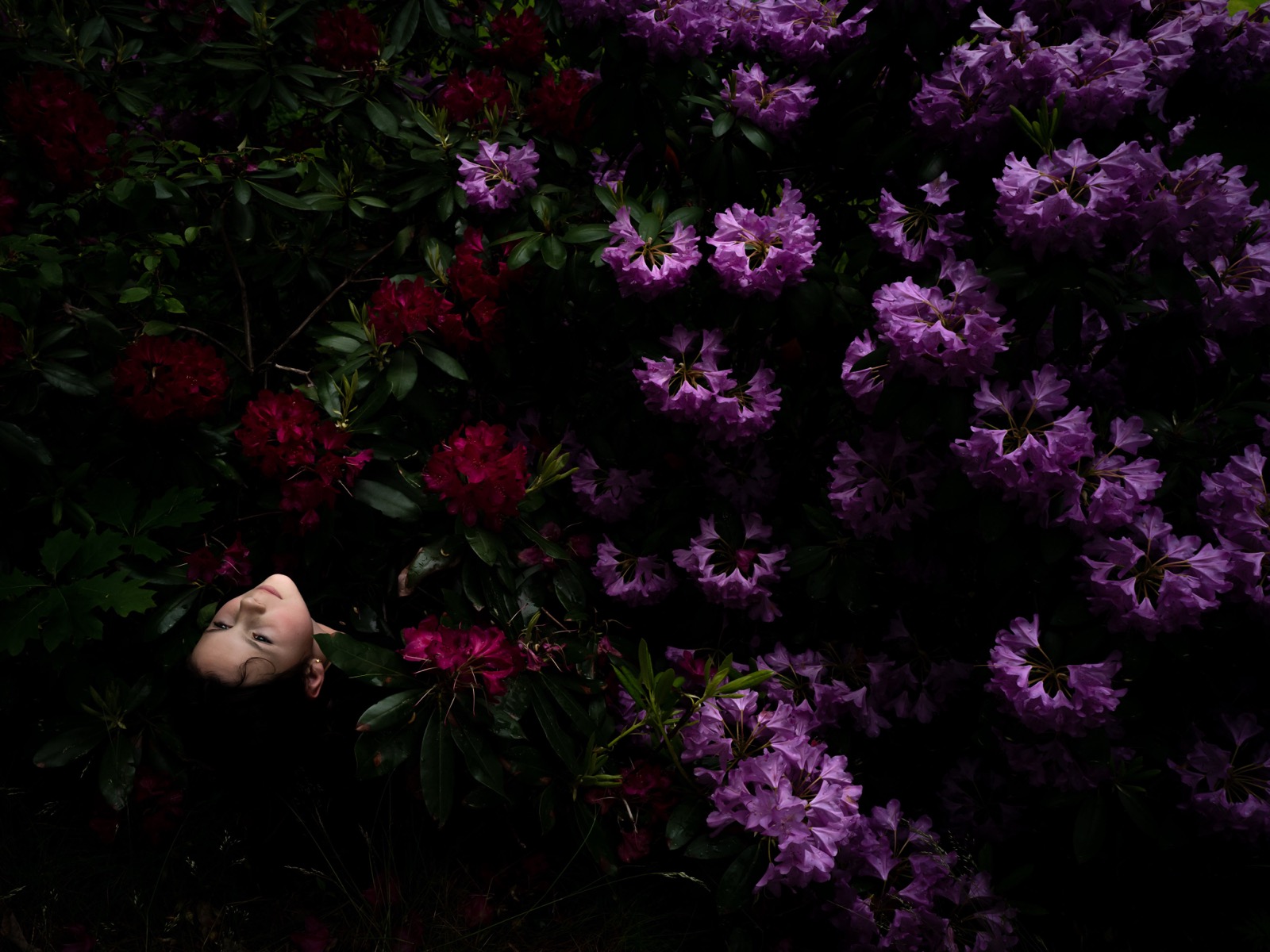 Rhododendrons /Scout), Camden
