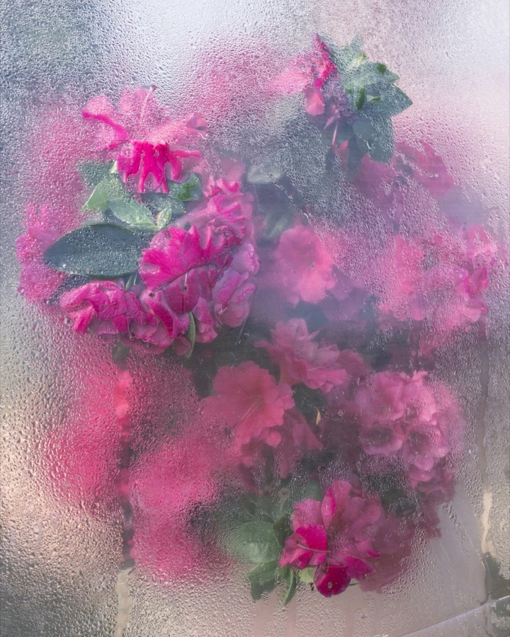Azaleas Pressing, Rockport, Maine