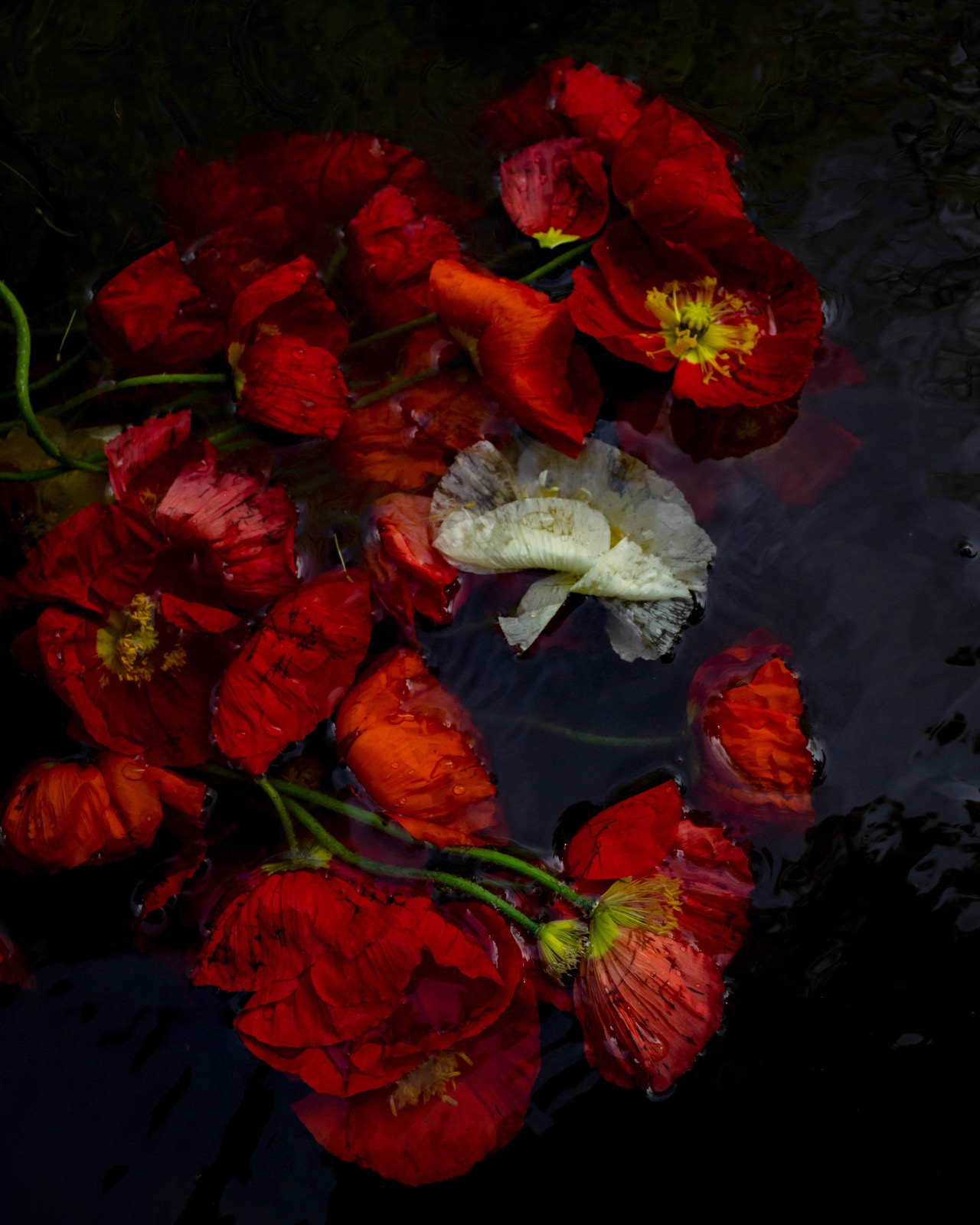 Poppies (Sinking), Rockport, Maine