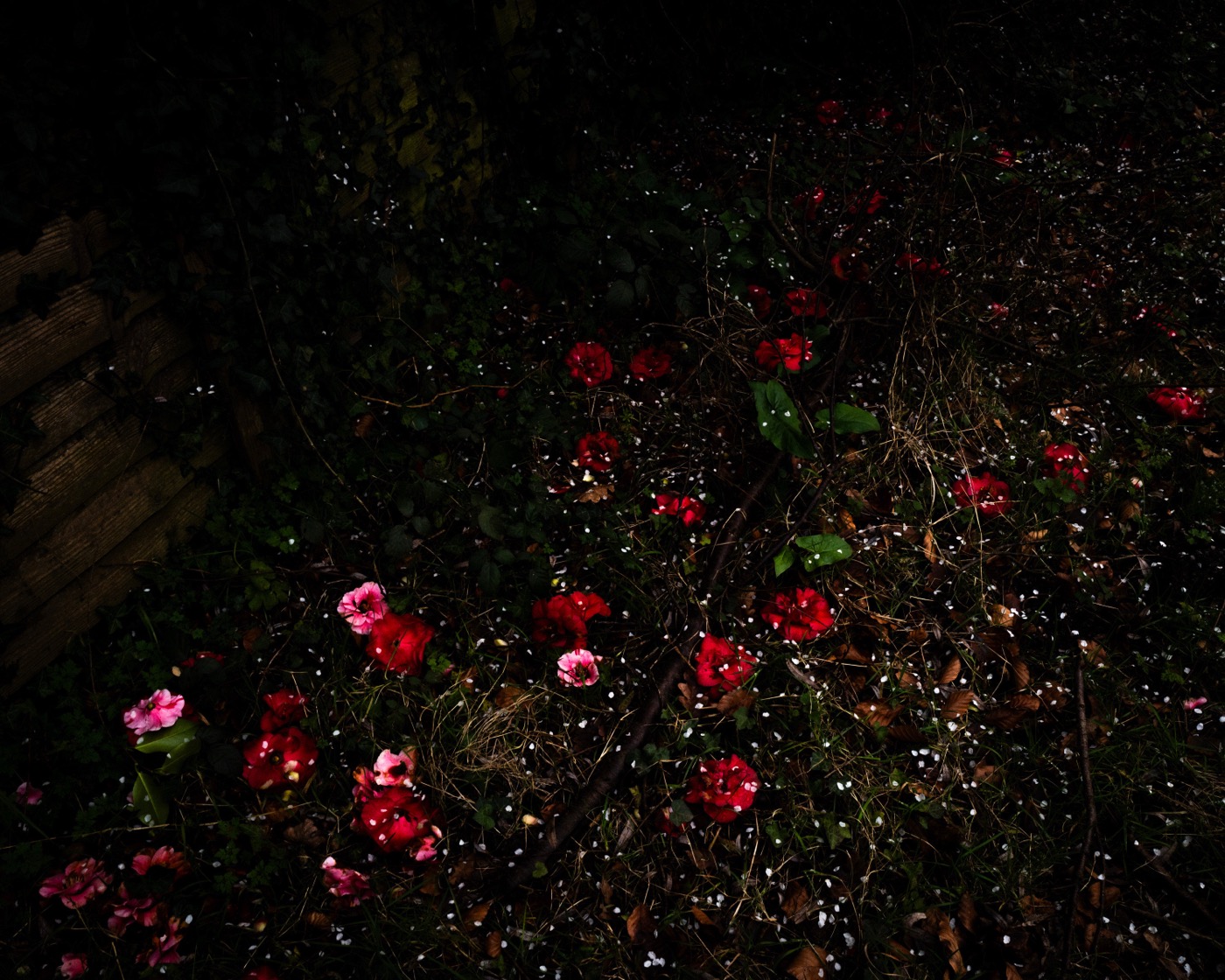 Hawthorn Blossoms & Camelias, Devon, England
