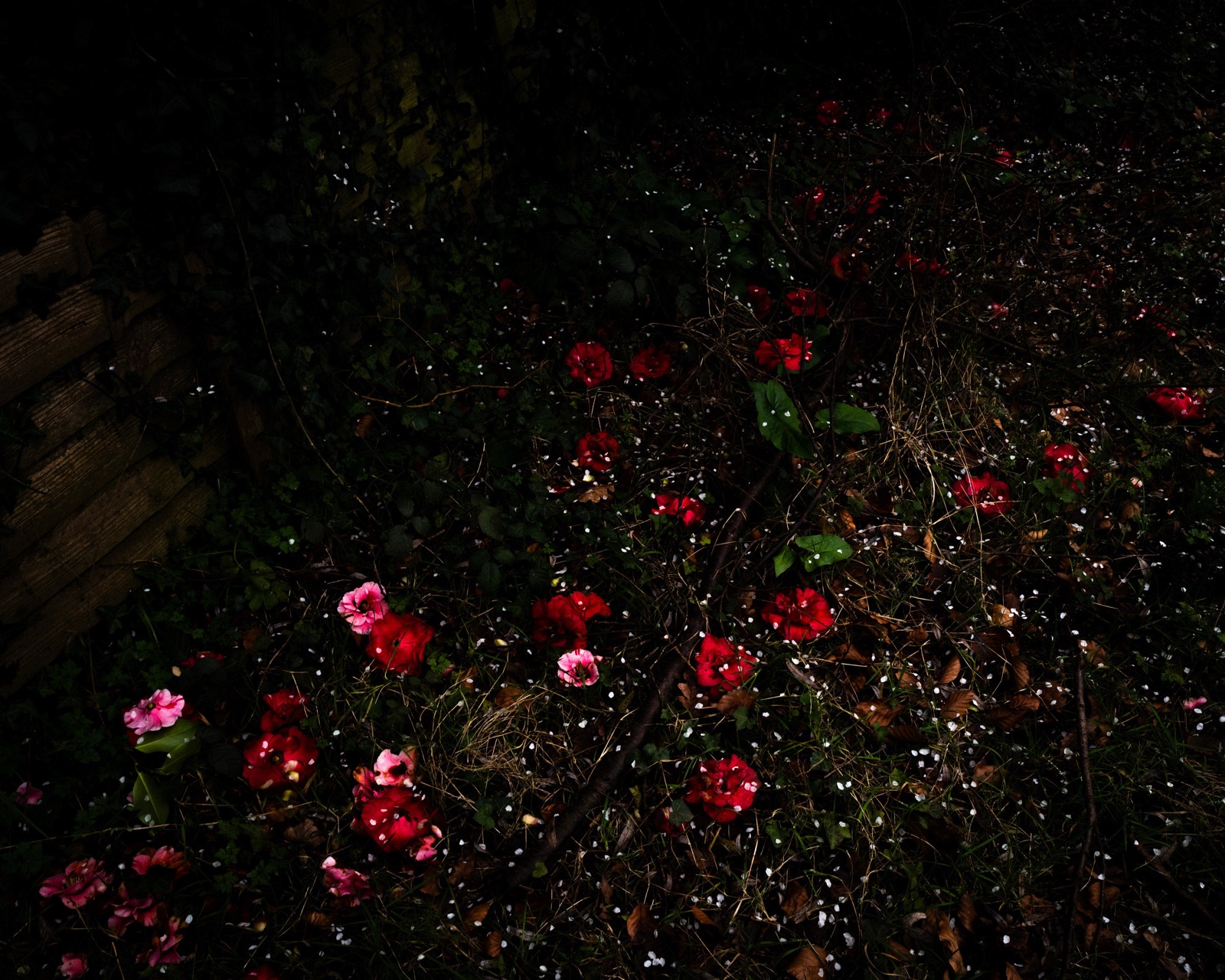 Hawthorn Blossoms & Camelias, Devon, England