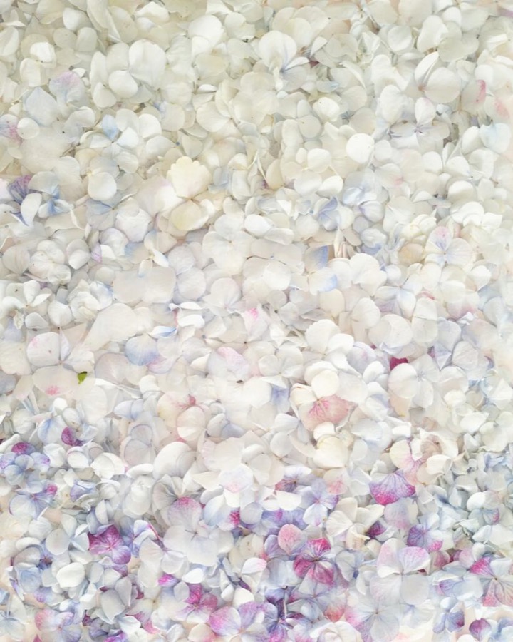 Ombred Hydrangea Petals