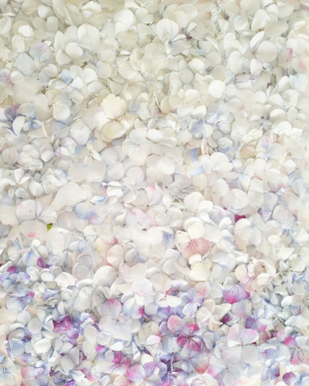 Ombred Hydrangea Petals