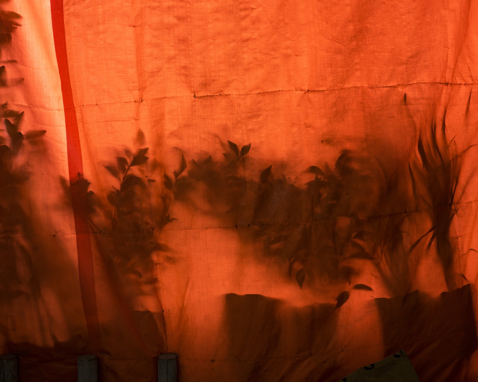 Orange Tarp, Flower Market, Mexico