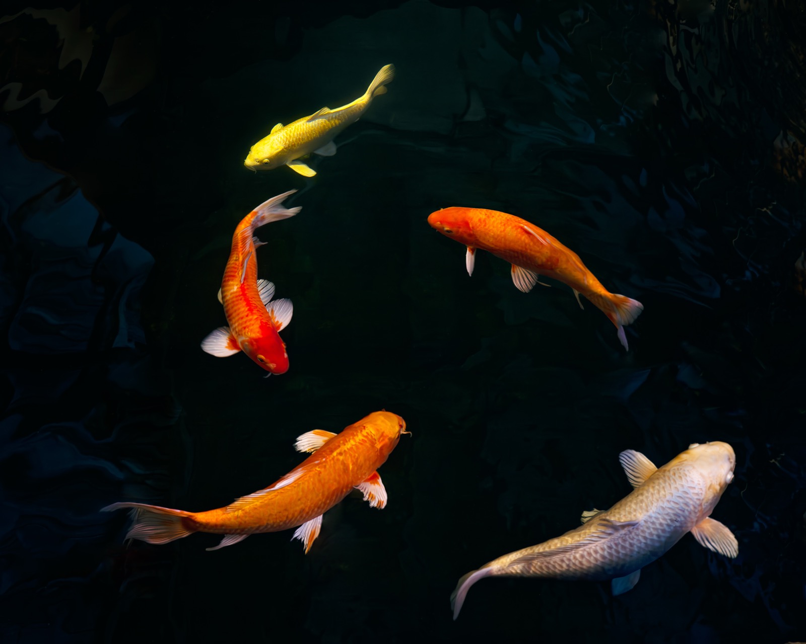 Five Koi, Japan