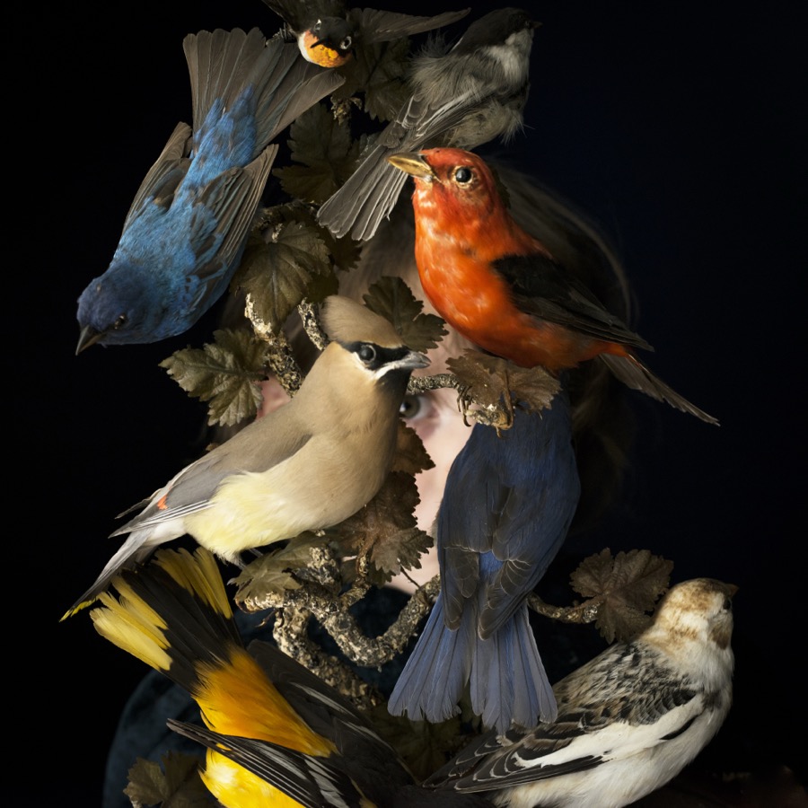 Birds of New England, Rockport, Maine