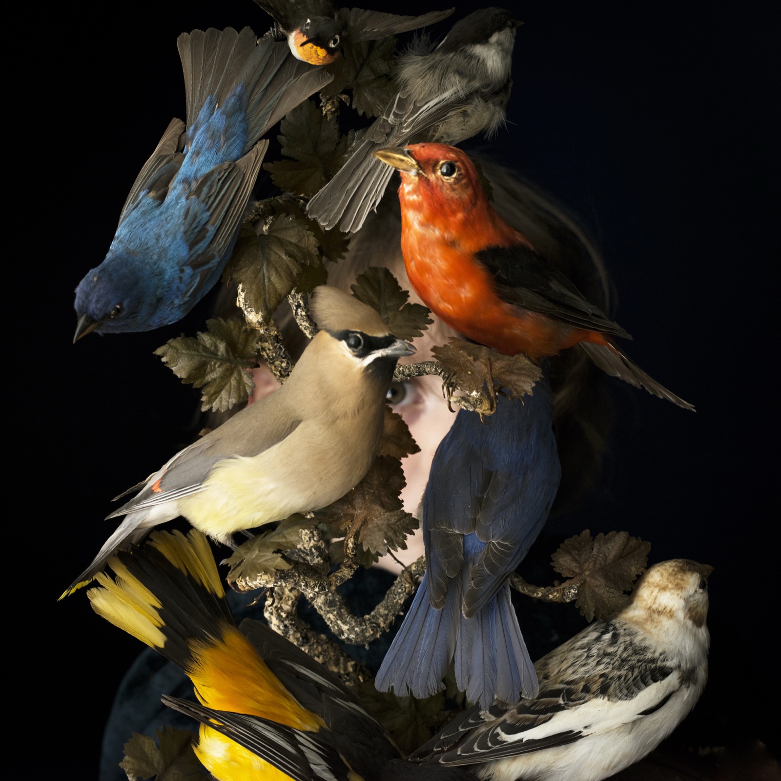 Birds of New England, Rockport, Maine