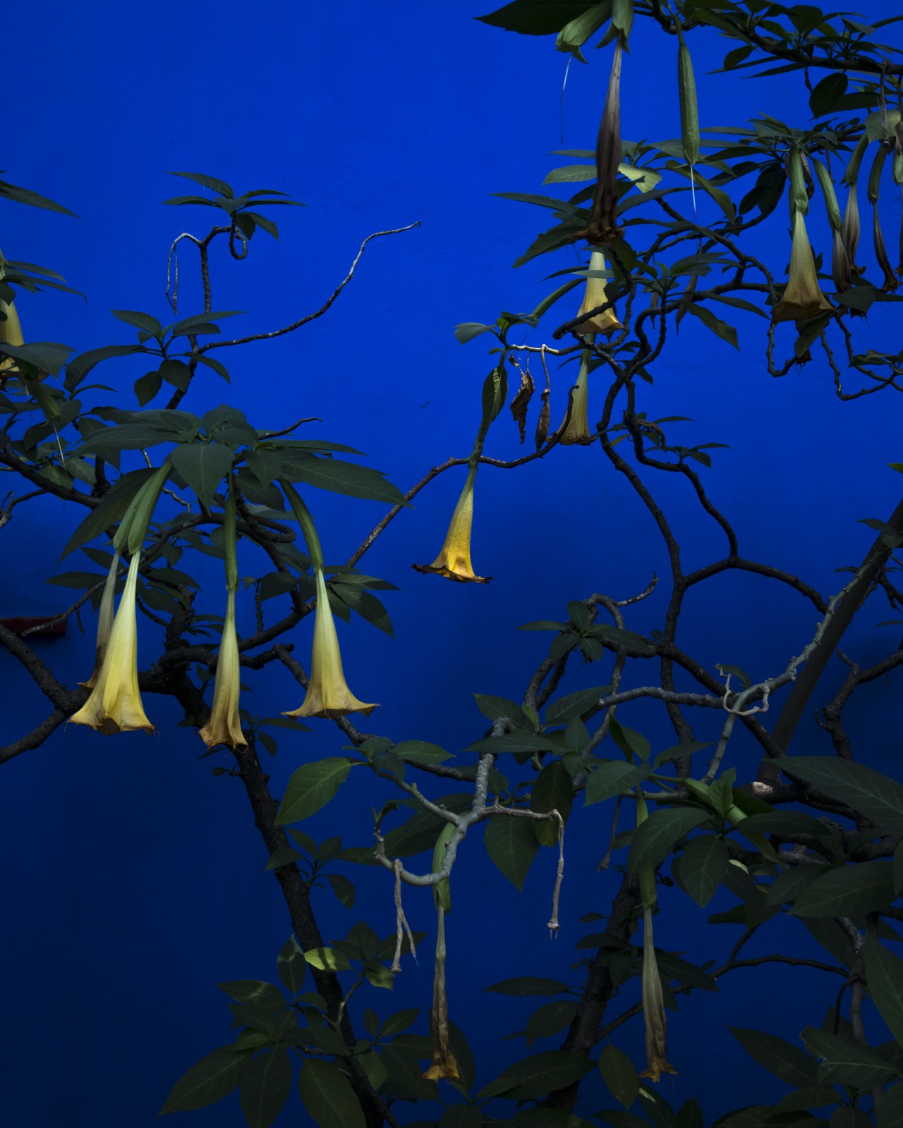 Angel Trumpets, Mexico