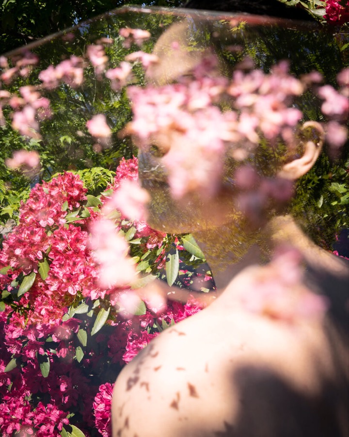 All the Rhododendrons, Camden, Maine