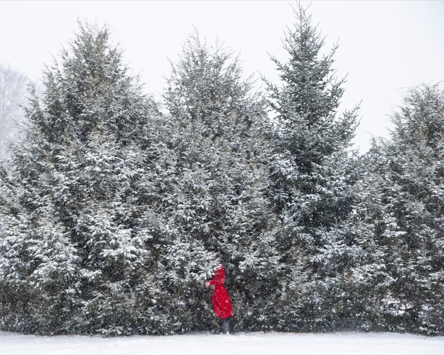 Fir Trees, Rockport, Maine