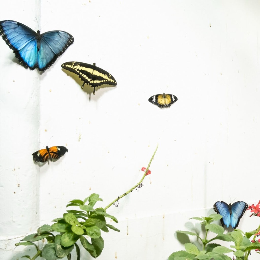 Five Butterflies, Rockport, Maine