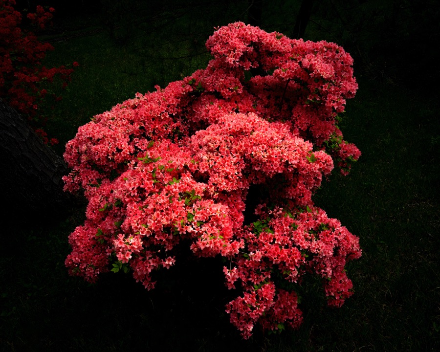Azalea Bush (Glowing), Japan