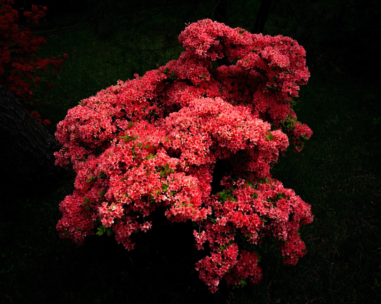 Azalea Bush (Glowing), Japan