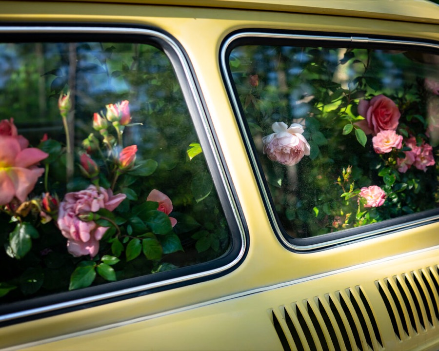 Roses, Yellow Car, Lincolnville, Maine