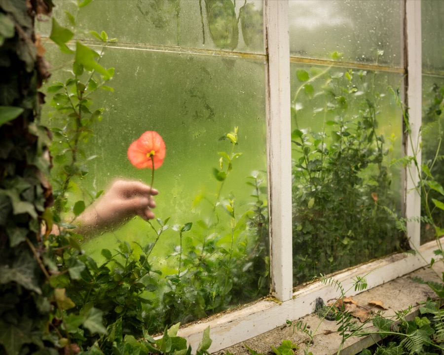 The Poppy and the Greenhouse, Camden, Maine