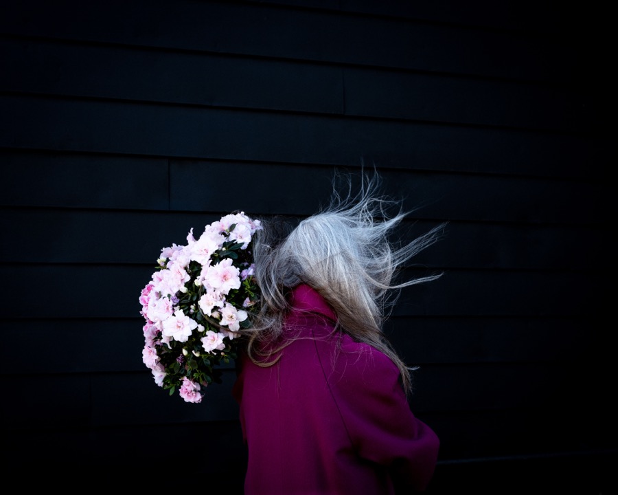 Azaleas, Rockland, Maine