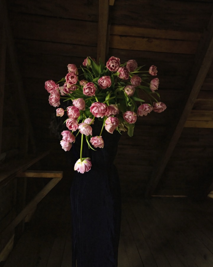 Pink Parrot Tulips (Floating), Rockport, Maine