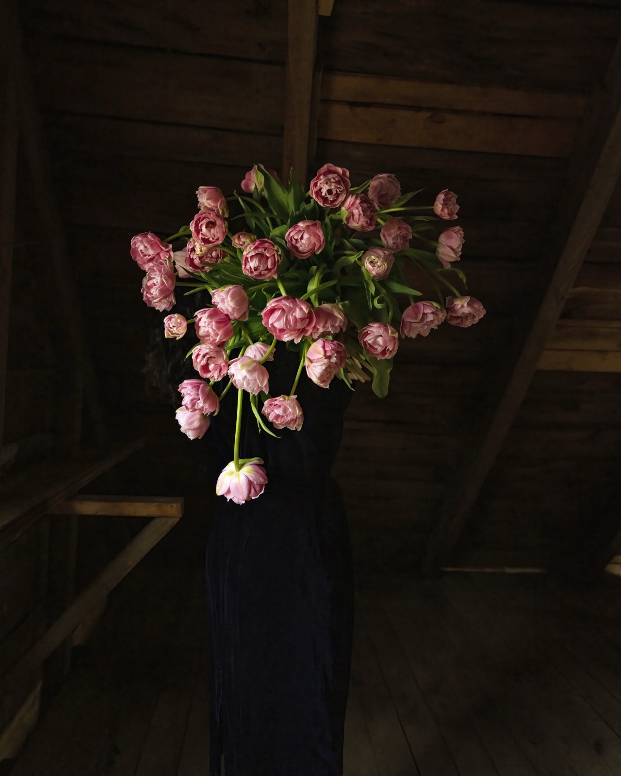 Pink Parrot Tulips (Floating), Rockport, Maine