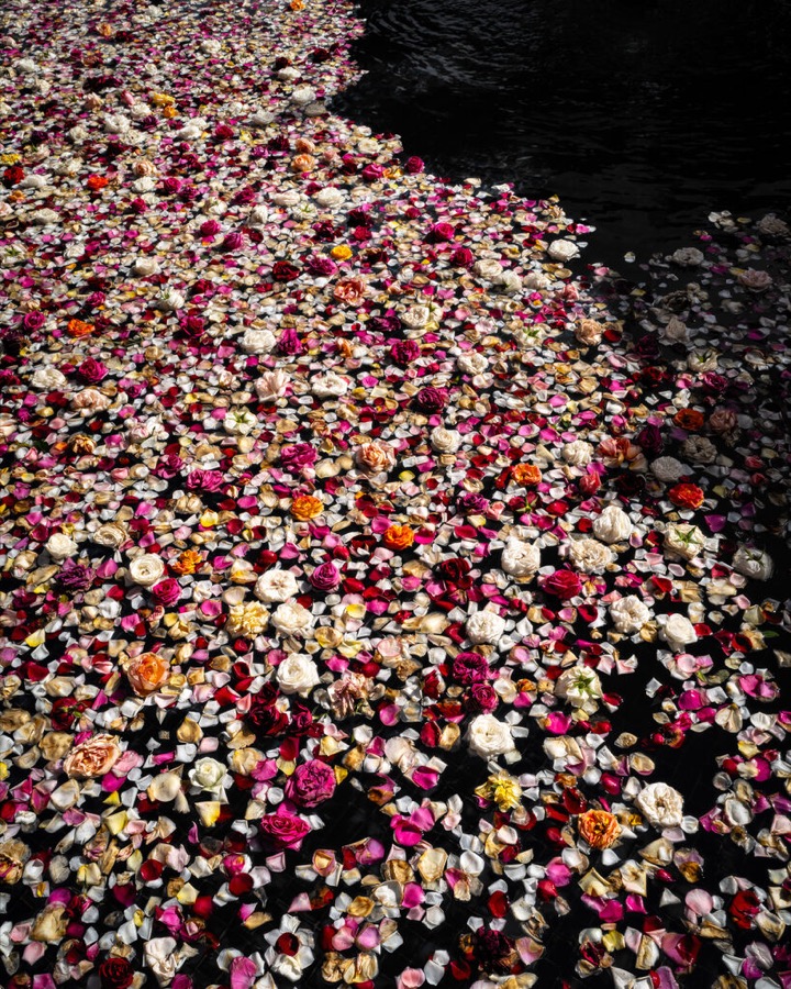 Roses (Floating), Lincolnville, Maine