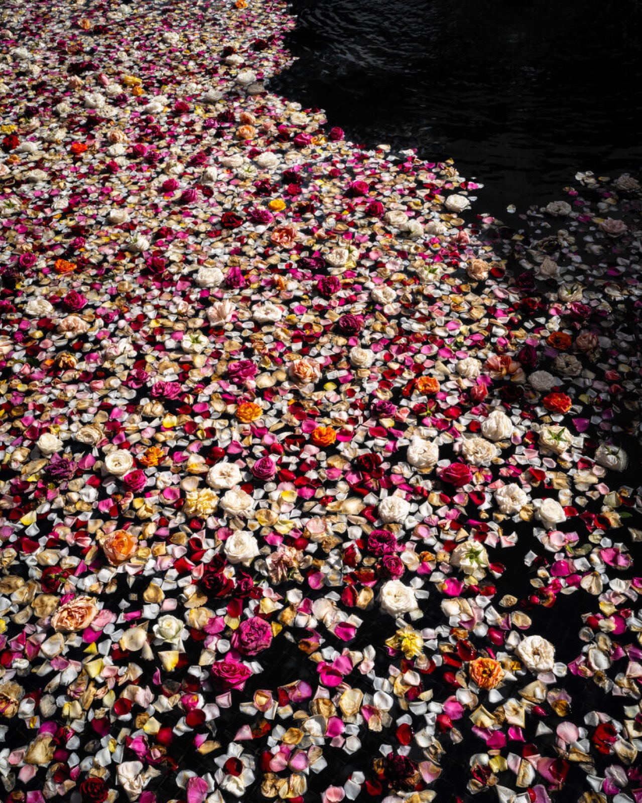 Roses (Floating), Lincolnville, Maine