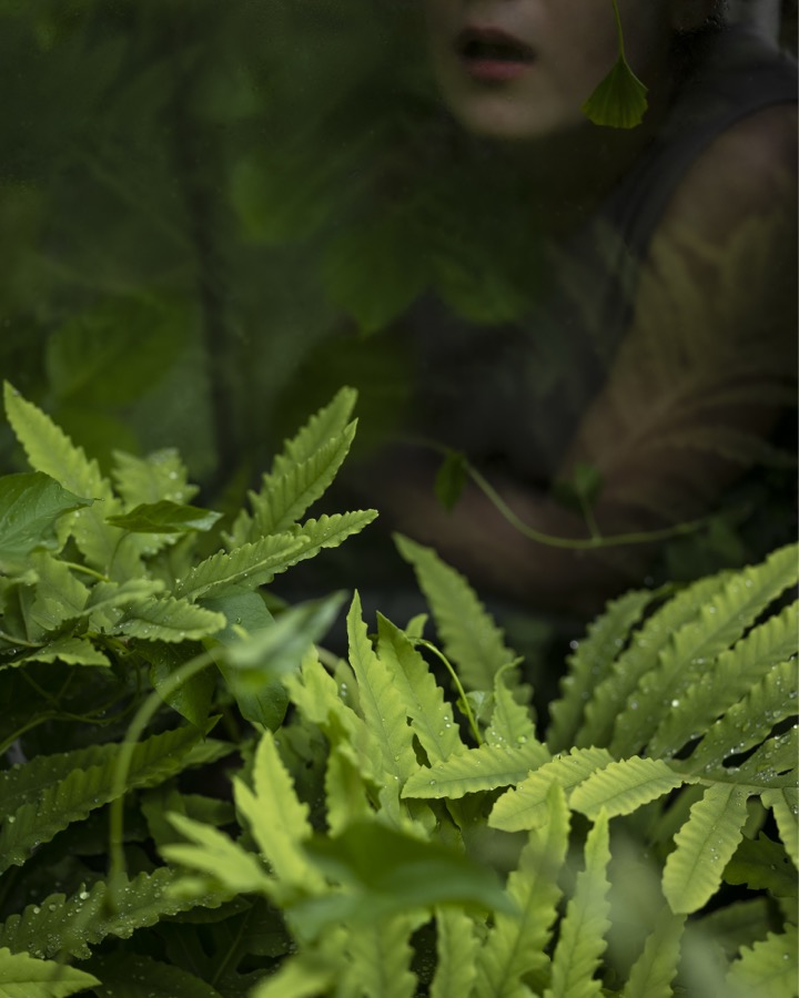 New Ferns, Camden, Maine