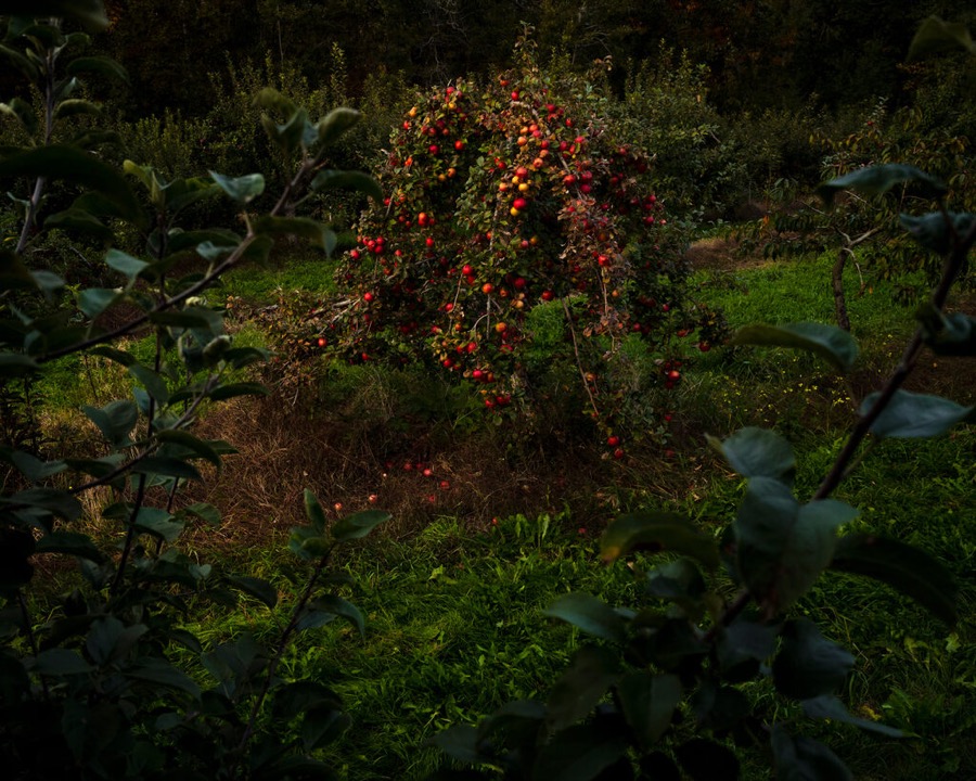 Apple Tree, Last Light