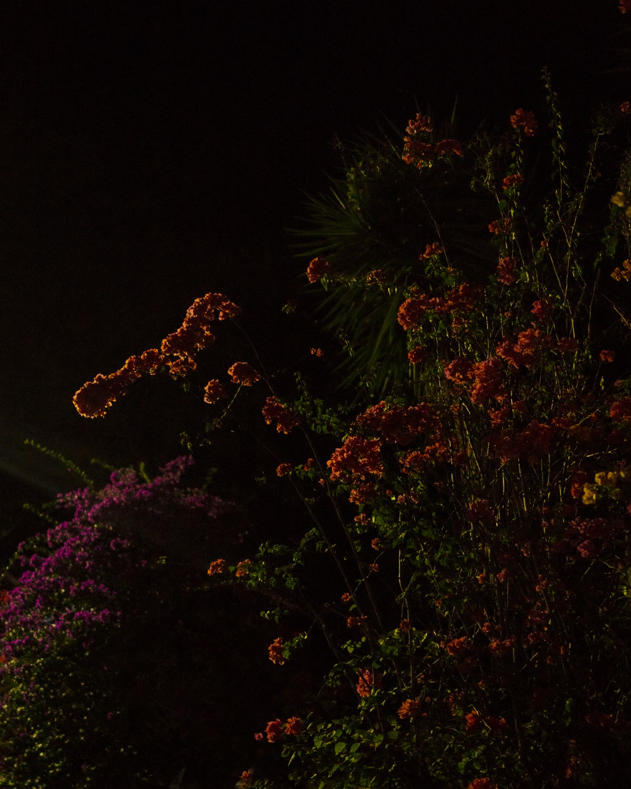 Midnight Bloom (Bougainvillea)