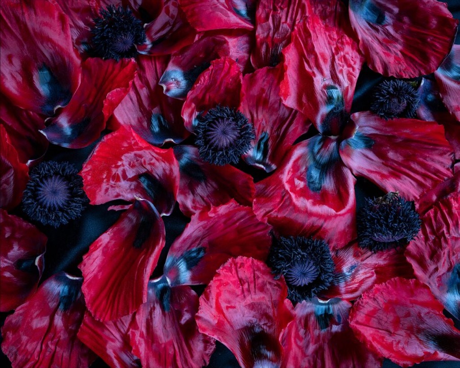 Poppies (Disassembled)