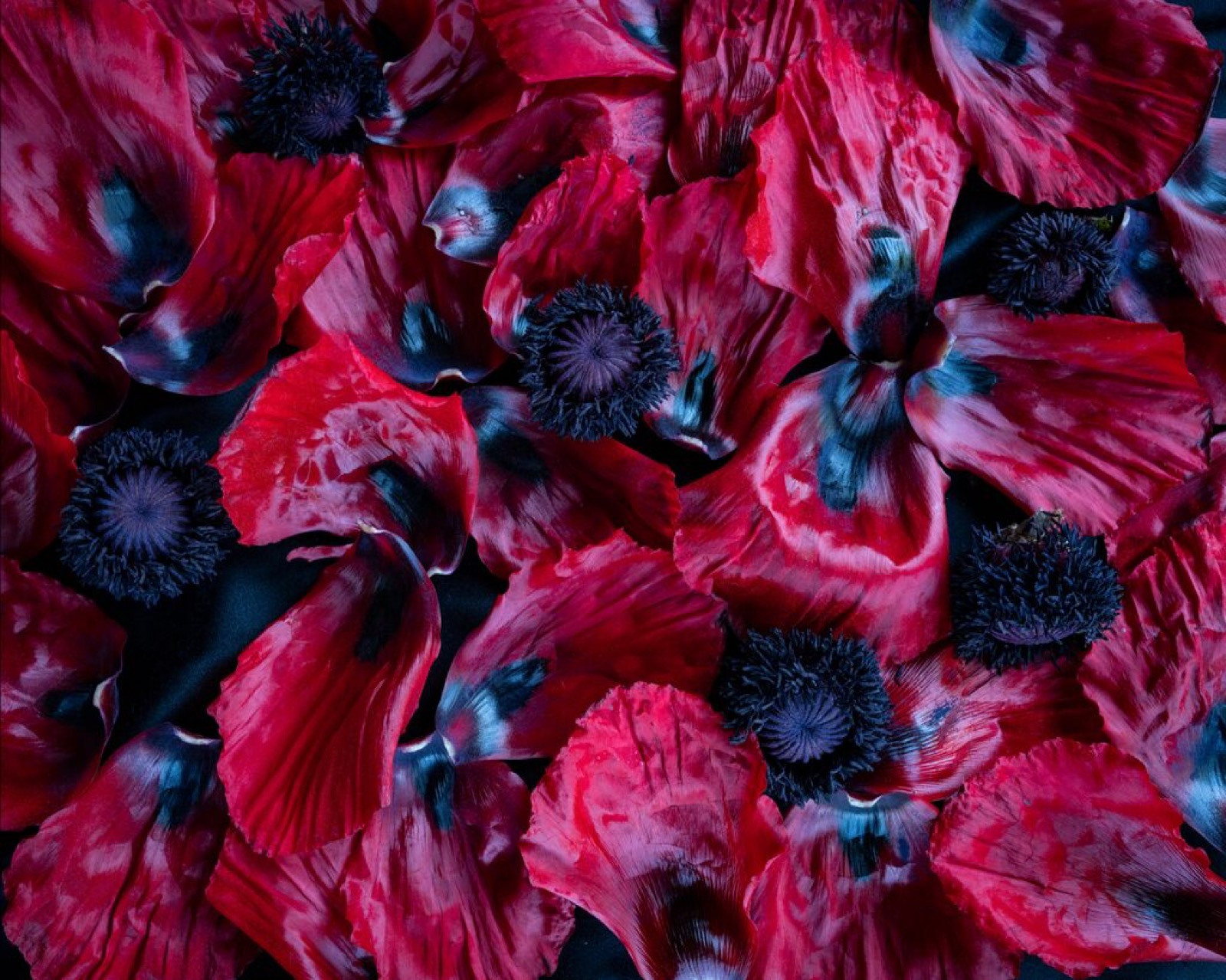 Poppies (Disassembled)