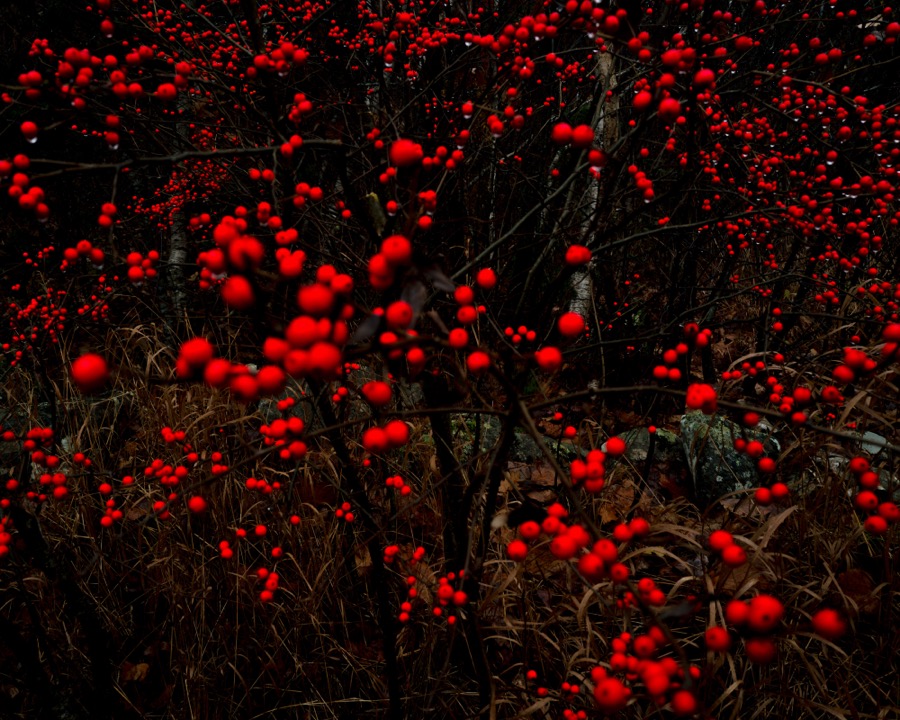 Winterberries, Camden