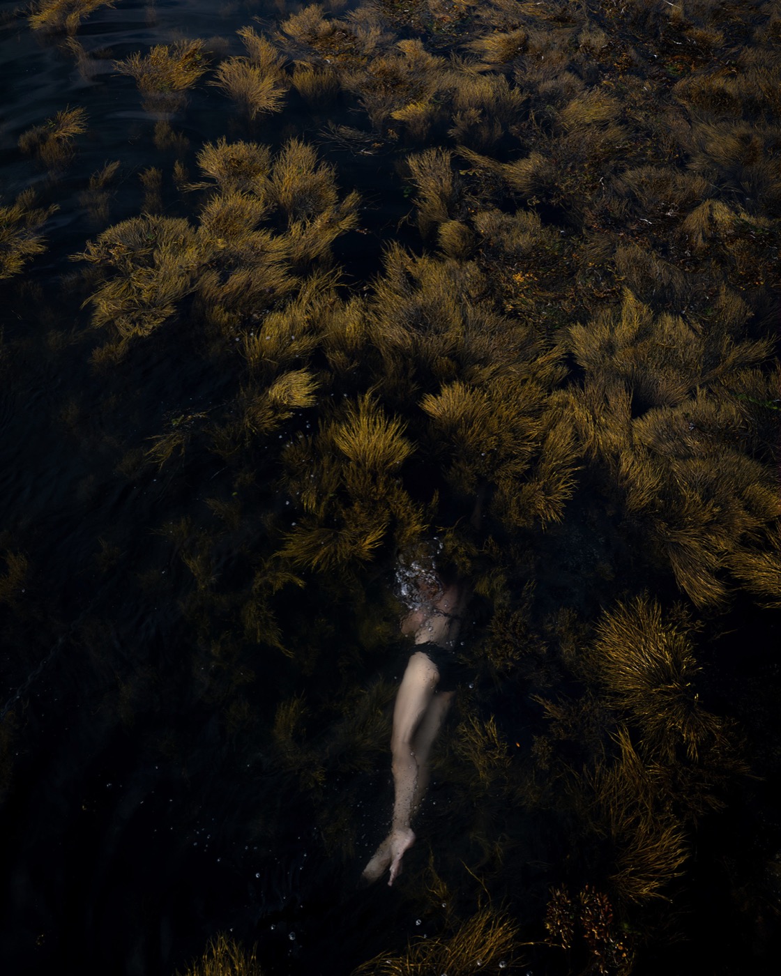 Winged Kelp and RockWeed, Elizabeth