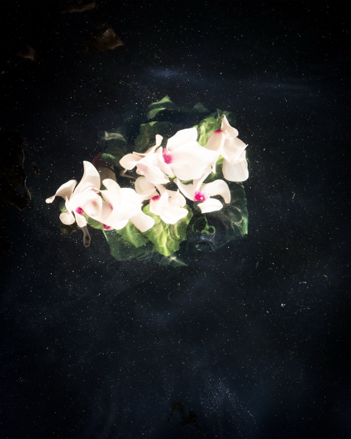 Cyclamen (Sinking), Lincolnville, Maine
