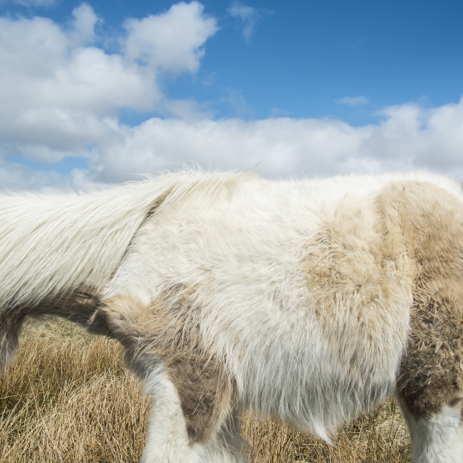 Dartmoor Pony and Sky, Devon, England