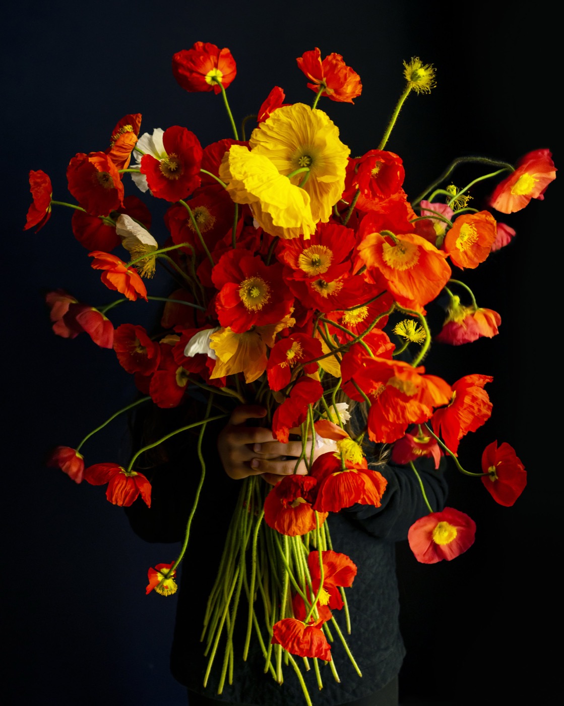 Poppies (Exploding), Rockport, Maine