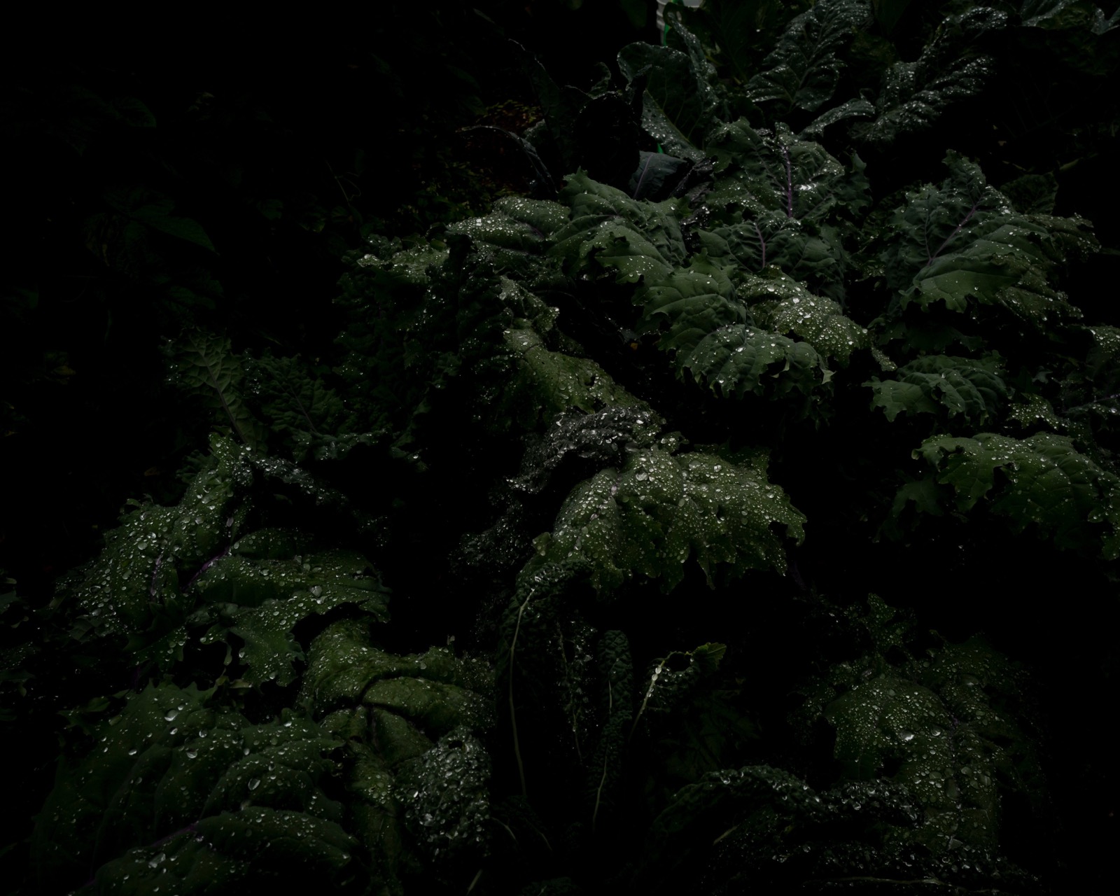 Night Garden, Eagle Island, Maine
