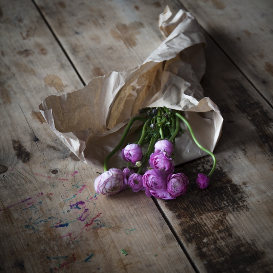 Ranunculus and the Felt Tip Markers, Rockport, Maine