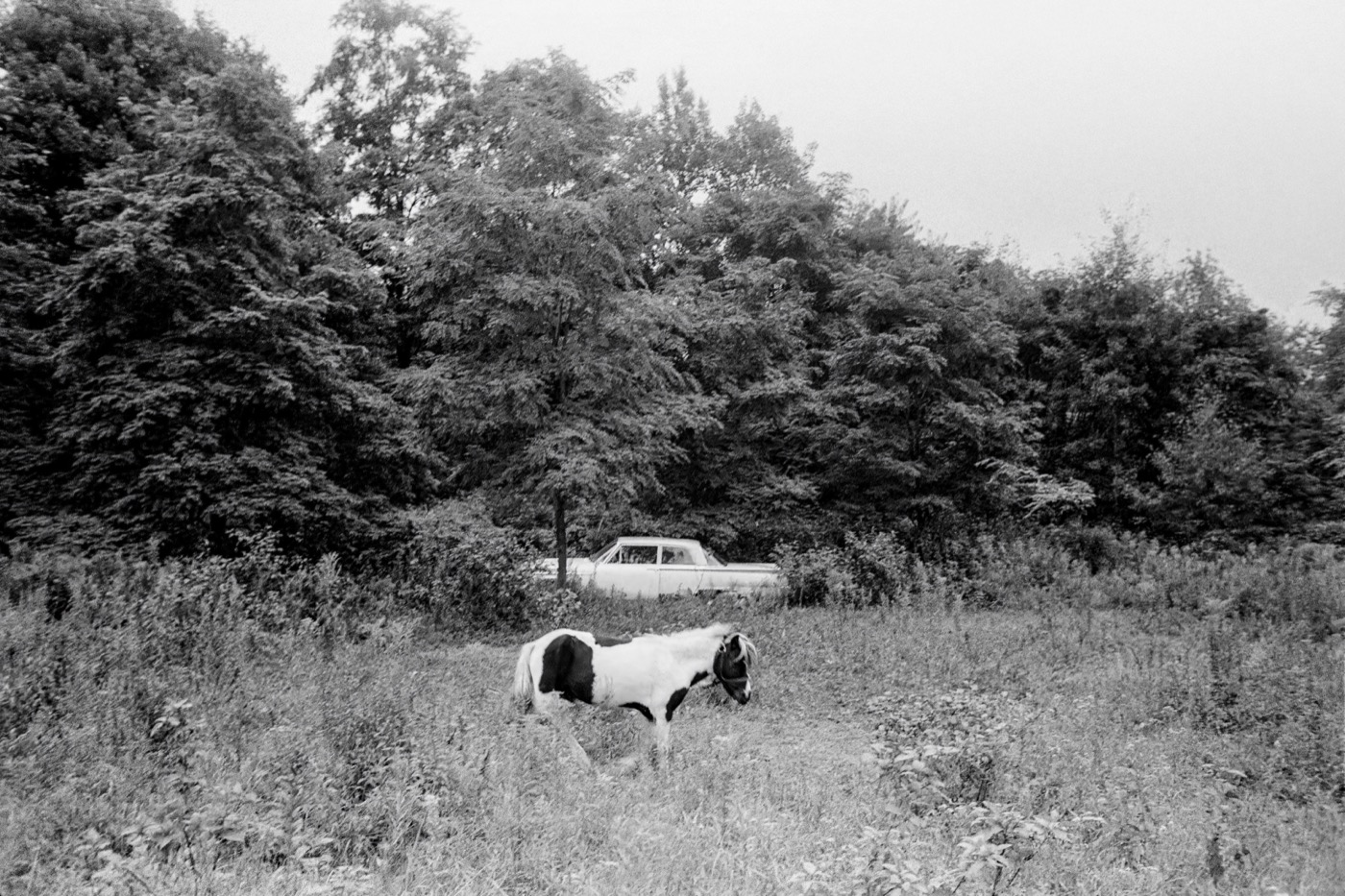 Pasture, New Hampshire