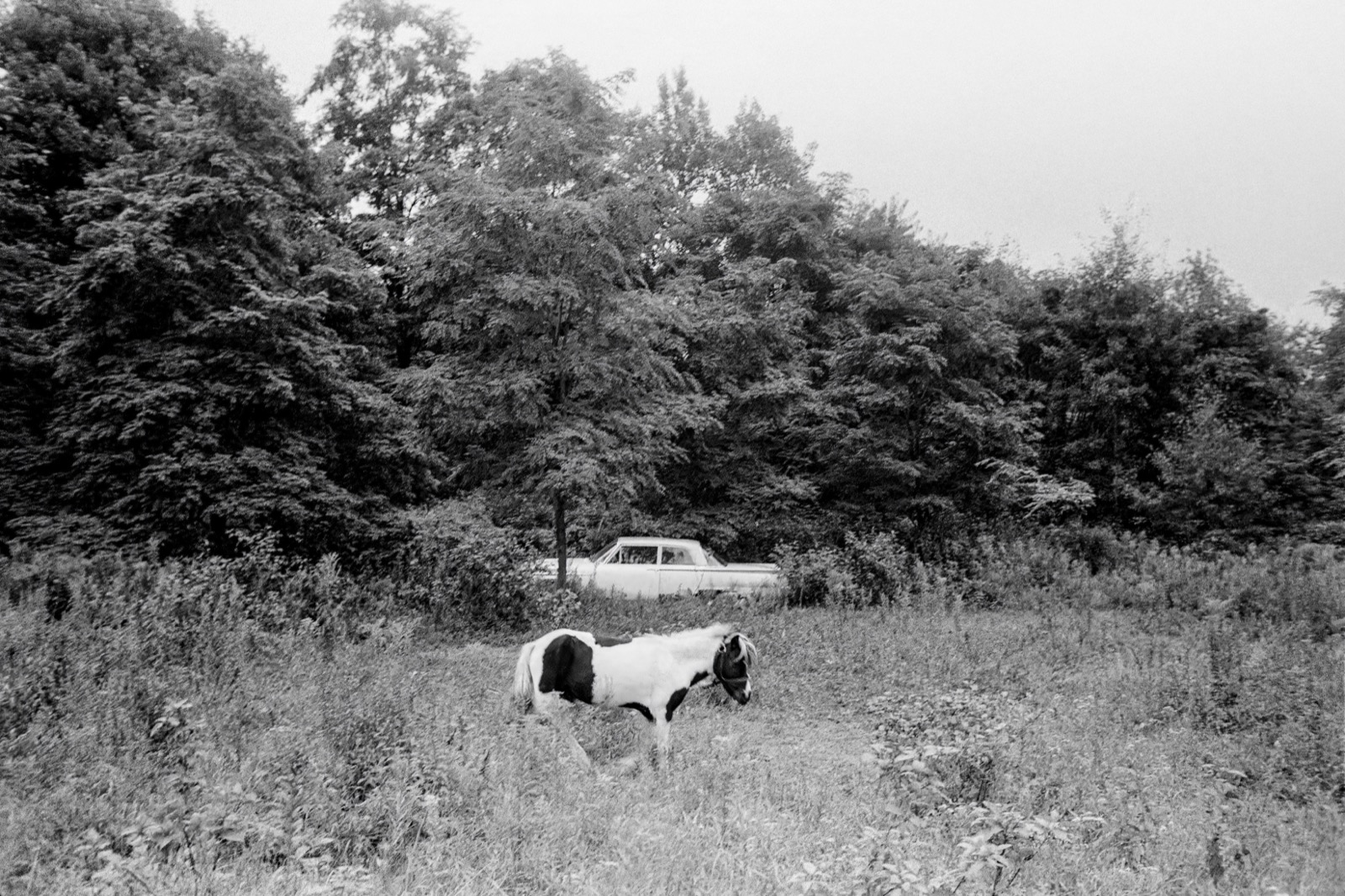 Pasture, New Hampshire