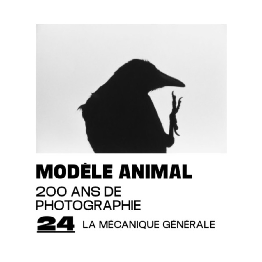 William Wegman, Ramón Masats and Sarah Moon at Arles, Les Rencontres de la Photographie: Animal Model, 200 years of Photography