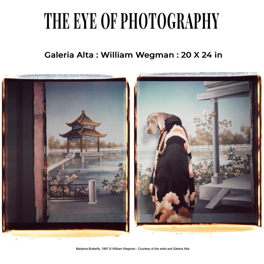 William Wegman: 20 x 24 in 2024