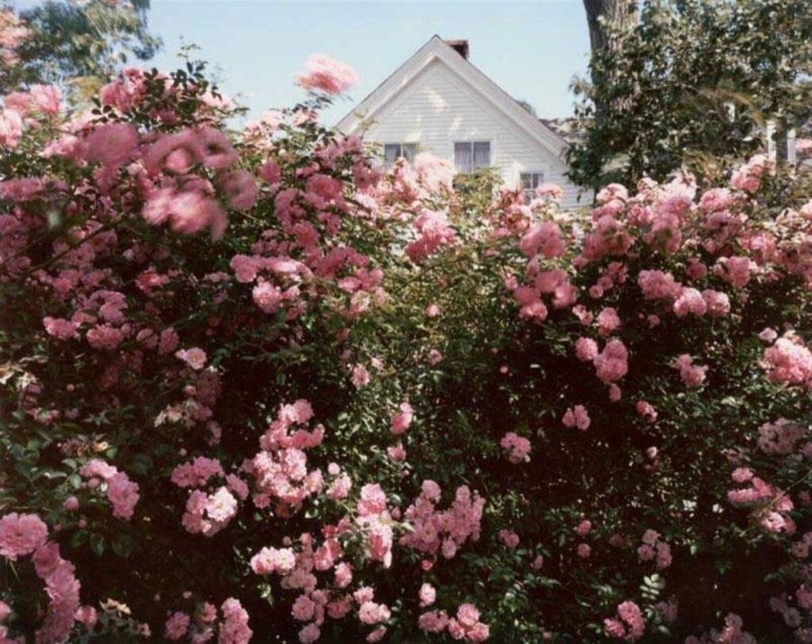 Cape Cod Roses