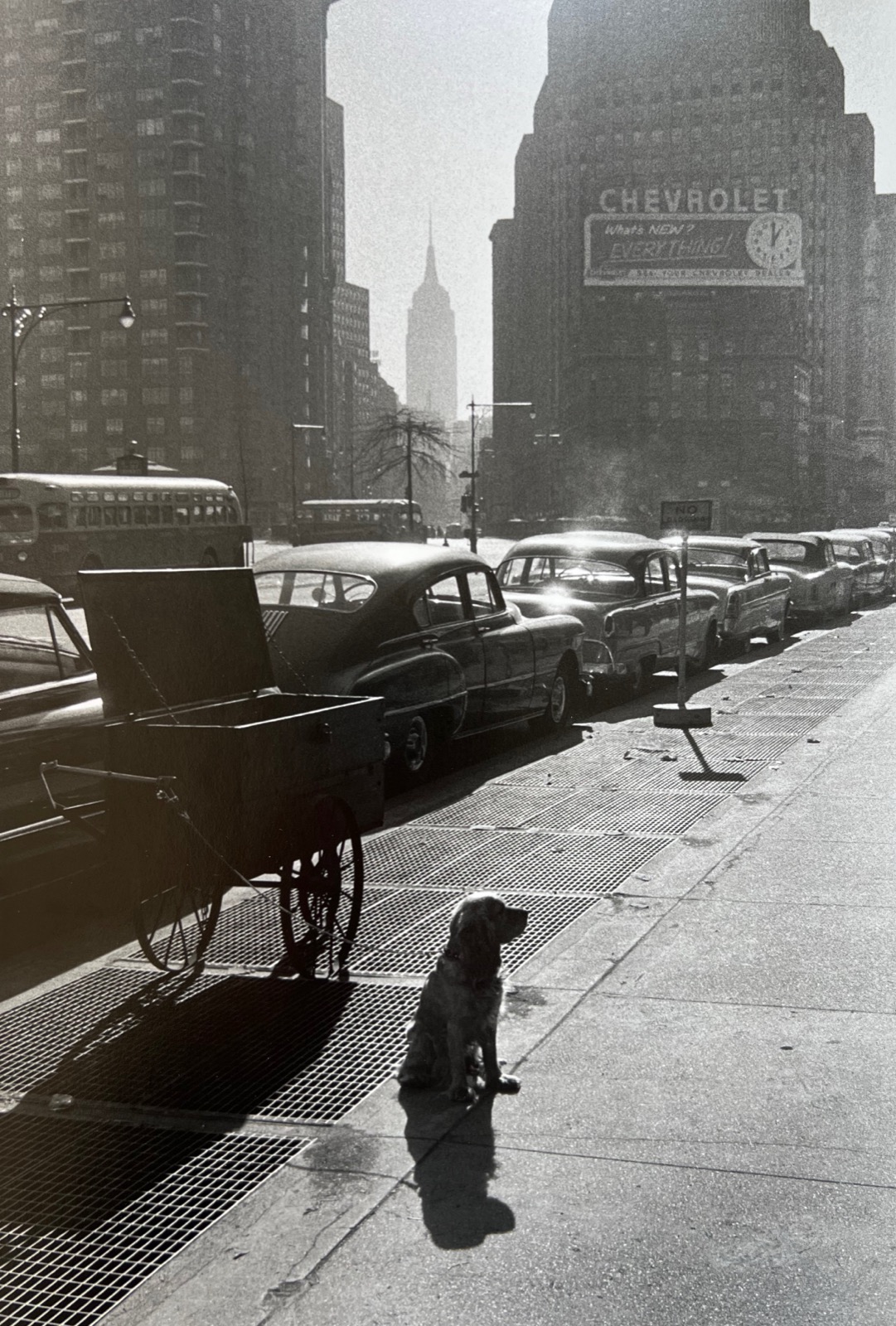 Chien à New York