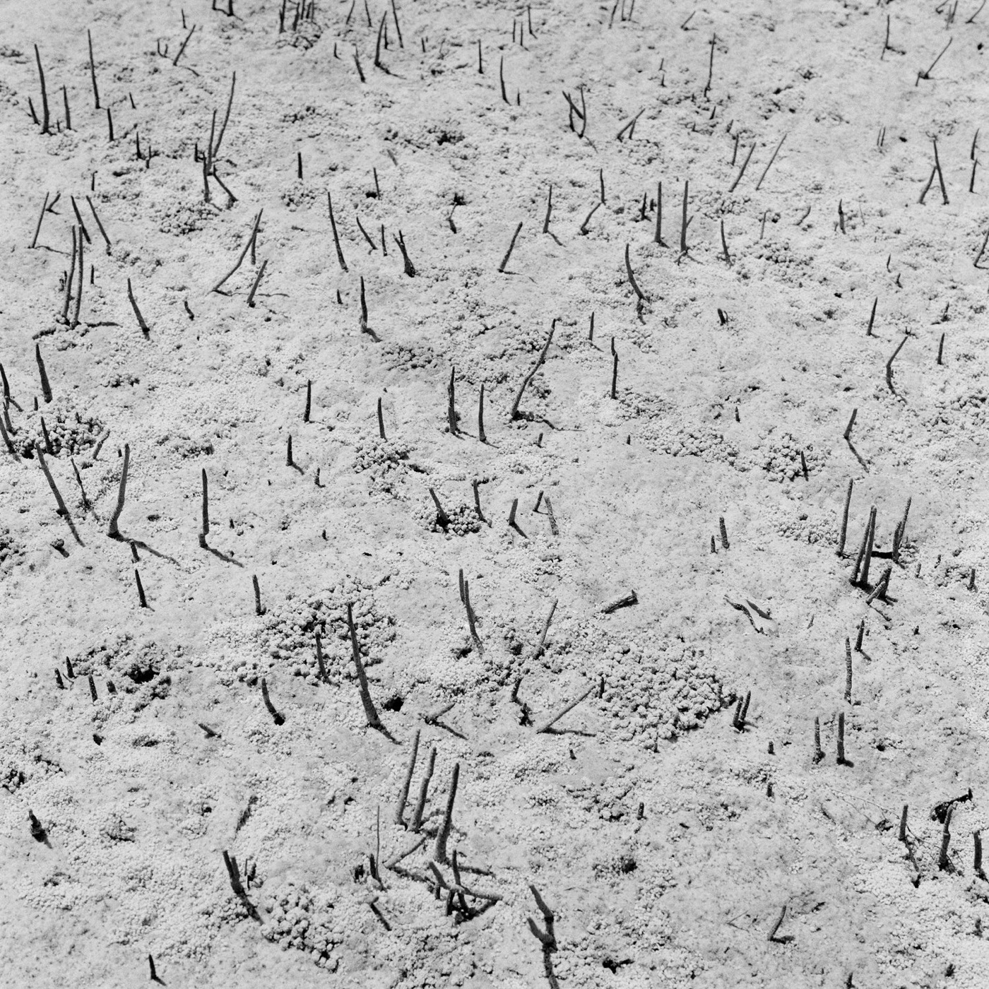 Grass