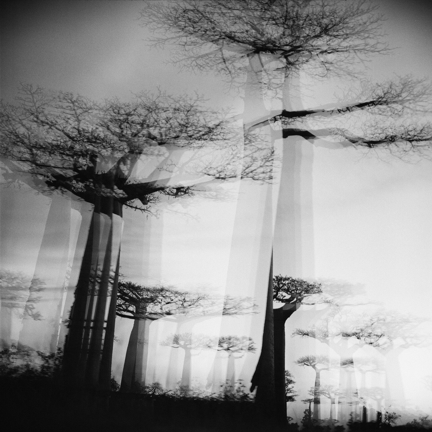 Baobab Poem