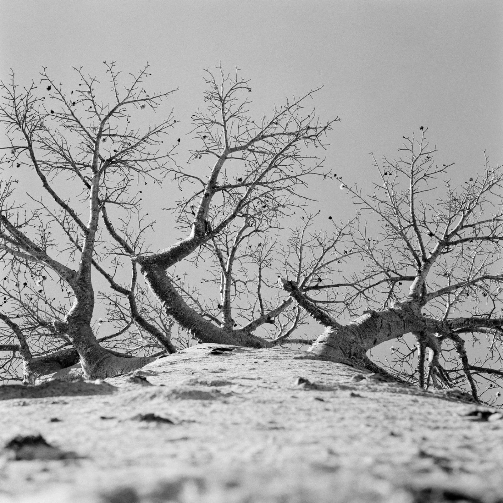 Baobab Road
