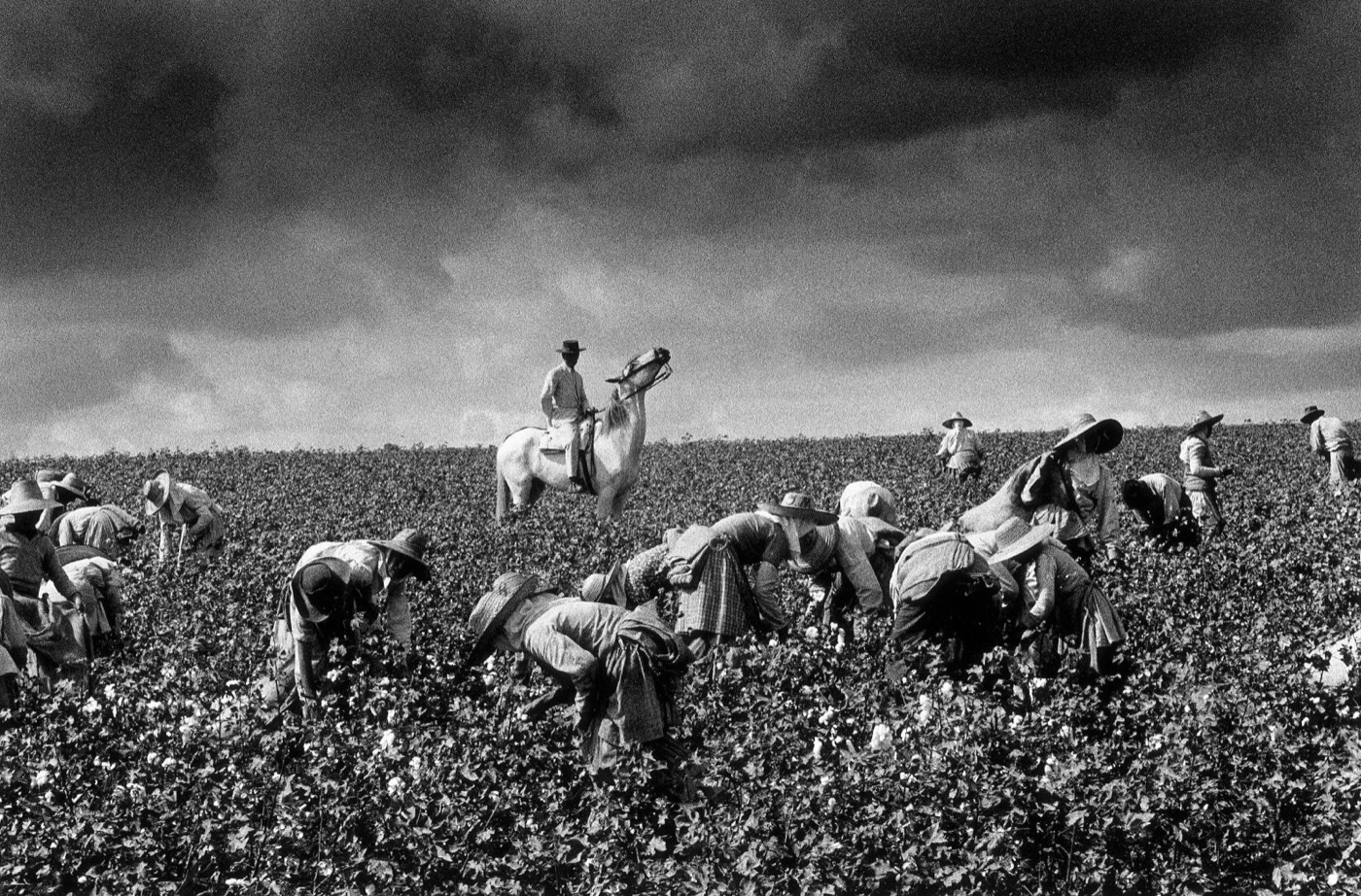 Cotton Harvest, Jerez de la Frontera, Cádiz