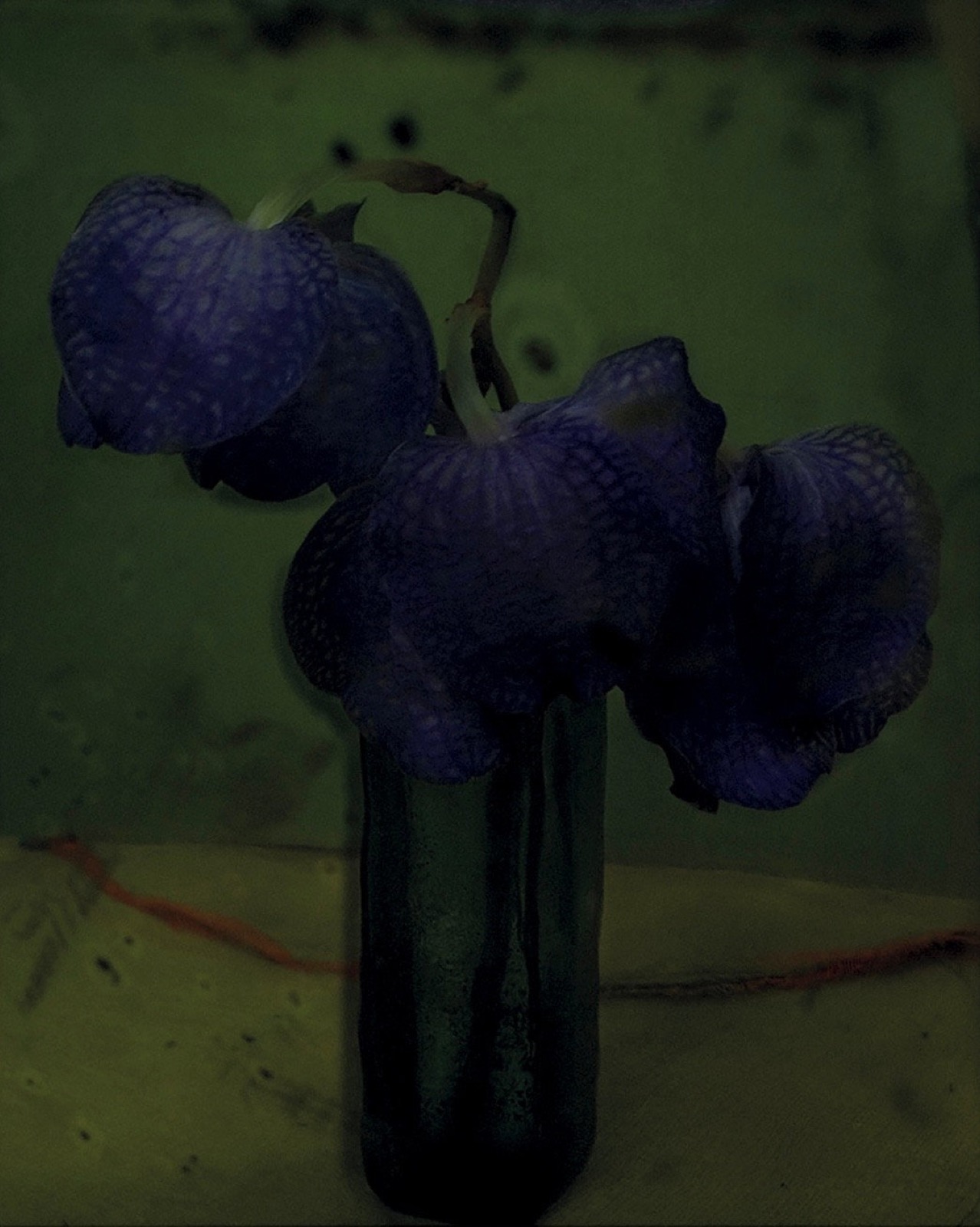 Les Orchidées